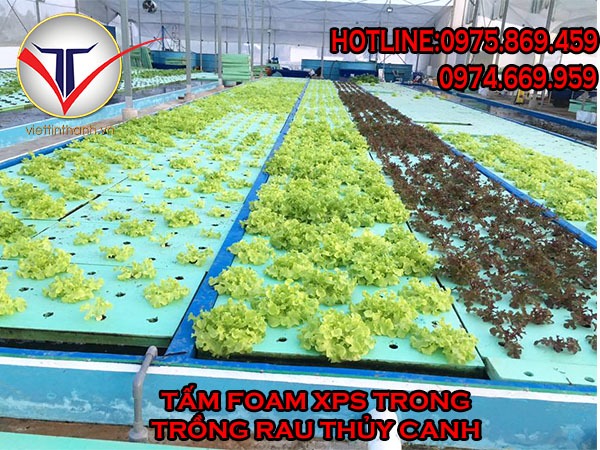 Tấm xps trong mô hình trồng rau thủy canh